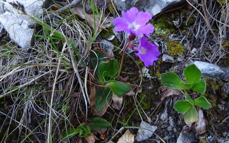 Primula polliniana (=Primula spectabilis) / Primula meravigliosa